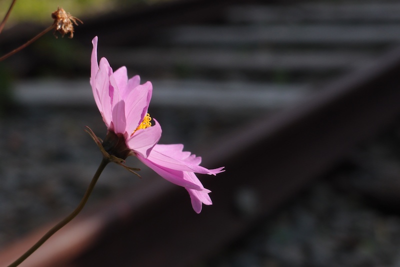 紀州鉄道廃線跡